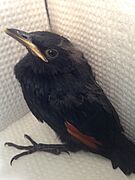Red-winged starling chick
