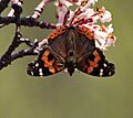 Red Admiral I IMG 7045