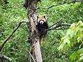 Red Panda at Neora Valley National Park West Bengal India 2012