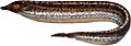 Rhamphichthys marmoratus