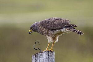 Roadside hawk (Rupornis magnirostris griseocauda) eating speckled racer (Drymobius margaritiferus) Orange Walk