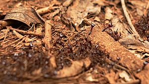 Safari Ants - Kakamega-Forest Kenya