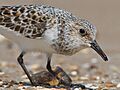 Sanderling Dan Pancamo