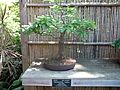 Sarasota FL Selby Gardens bonsai tamarindus i01