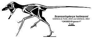 Scansoriopteryx heilmanni.jpg
