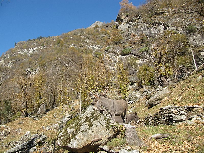 Image Selva castanile (chestnut) with donkey, Canton Ticino