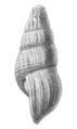 Semisulcospira libertina shell 3