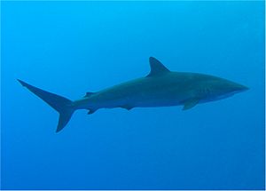 Silky Shark