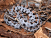 Carolina pigmy rattlesnake