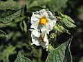 Solanum tuberosum Tannenberg (04).jpg