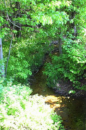 South Branch Newport Creek looking downstream