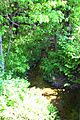 South Branch Newport Creek looking downstream
