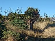 Southshore sand hills