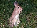 Spring Hare (Pedetes capensis) (6041551291)