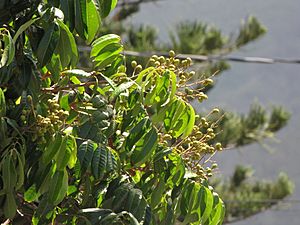 Starr-090721-3288-Dimocarpus longan-fruit and leaves-Wailuku-Maui (24877198951)