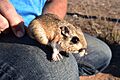 Stephens' kangaroo rat (52862849130)