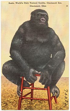 Susie, World's only trained Gorilla, Cincinnati Zoo, Cincinnati, Ohio (73382)