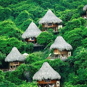 Thatched Roofs (Sierra Nevada de Santa Marta, Colombia)