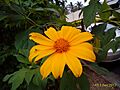 Tithonia diversifolia flower in south india