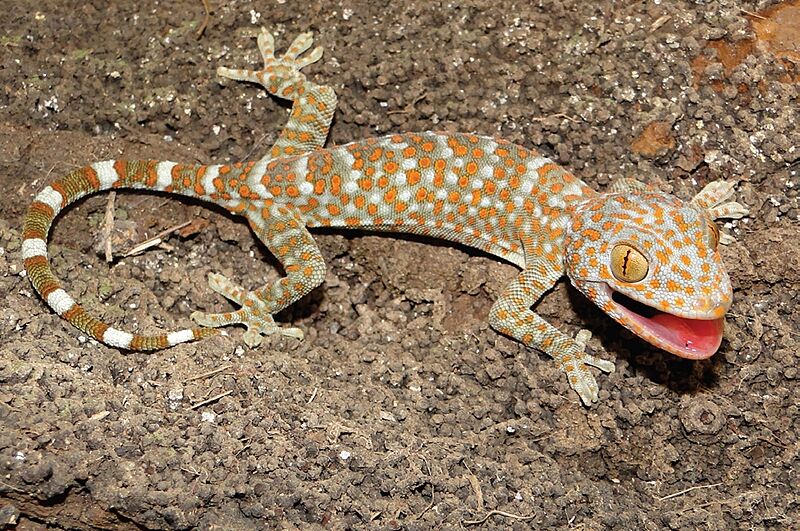 Tokay gecko (Gekko gecko) juvenile