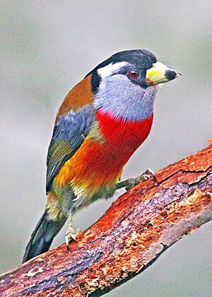 Toucan Barbet JCB