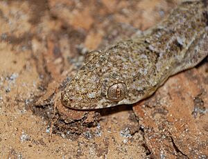 Tropicalhousegecko