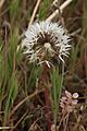 Uropappus lindleyi 7975