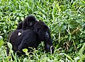 Virunga Mountain Gorilla 1