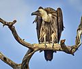 White-backed Vulture Chobe