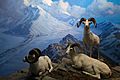 White mountain sheep (22643592946)