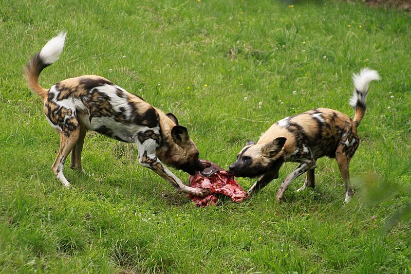 Wild dog Lyacon pictus