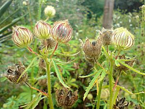 01762 - Hibiscus cannabinus (Eibisch)