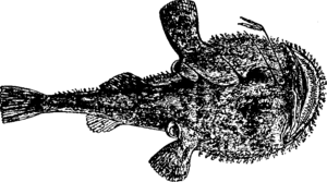 1911 Lophius piscatorius