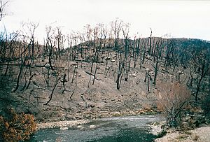 2003 Bushfires aftermath, Big River near Anglers Rest