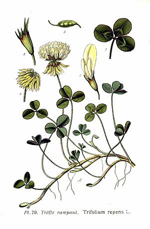 79 Trifolium repens L.jpg