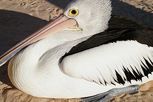 A144, Shark Bay Marine Park, Western Australia, pelican, 2007