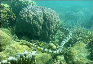 A greater sea snake Hydrophis major in the Baie des citrons, New Caledonia - Ecs22877-fig-0001-m.jpg