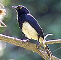 Abbott's Starling (adult) (cropped)