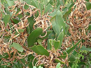 Acacia sophorae PC160090.jpg