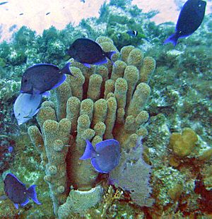 Acanthurus coeruleus (blue tang) (San Salvador Island, Bahamas) 5 (15962615858).jpg