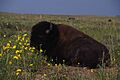 American bison