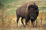 American bison k5680-1
