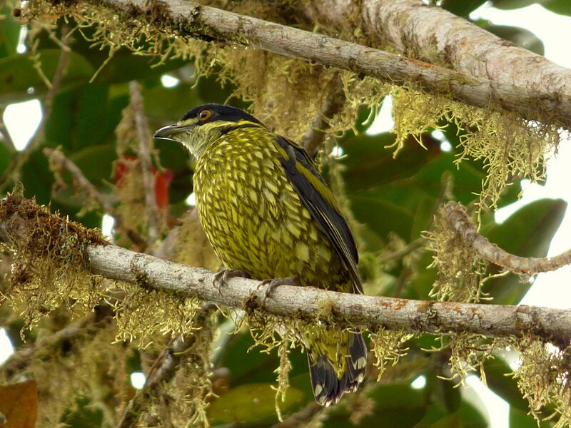 Ampelioides tschudii (Frutero escamado) (24) (14148007464)