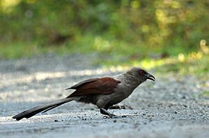 Andaman Coucal 2.JPG