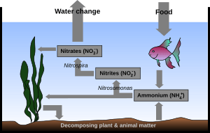 Aquarium Nitrogen Cycle