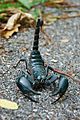 Asian forest scorpion in Khao Yai National Park