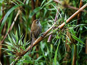 Asthenes helleri - Puna Thistletail.jpg