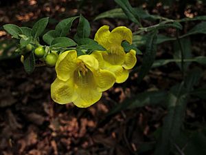 Aureolaria virginica - Downy Yellow False Foxglove.jpg