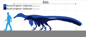 Austroraptor cabazai size chart