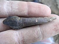 Bagualia teeth at the excavation site.jpg